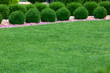 Sticker - Landscape design of garden meadow with row ornamental growth cypress bushes by stone mulch path on a spring day park nobody.