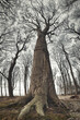 big old beech tree in a  winter wood on the baltic sea in Nienhagen 