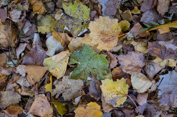 Wall Mural - autumn leaves on the ground.  Autumn leaves in forest.	
