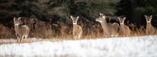White-tailed Deer (Odocoileus Virginianus) Very Alert In A Wisconsin Snow Covered Field In January