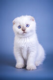 Fototapeta Koty - Cute scottish fold shorthair silver color point kitten with blue eyes