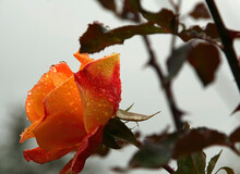 Orange Rose With Raindrops