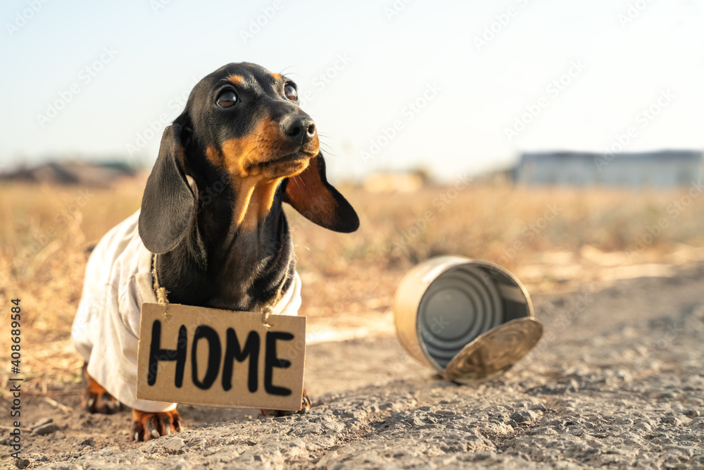 Unhappy small black dog in dirty clothes with plate Home stands near empty broken can on rural road on blurred background closeup - obrazy, fototapety, plakaty 