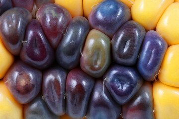 Poster - Multicolor corn. Macro background