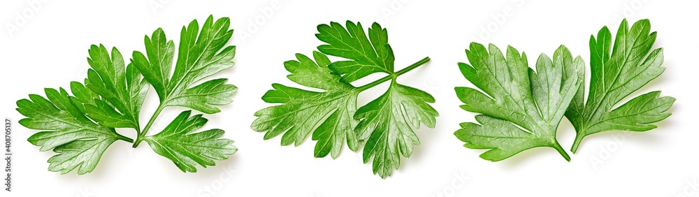 Parsley leaf isolated on white - obrazy, fototapety, plakaty 
