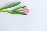 Fototapeta Tulipany - 一本のチューリップ　横位置