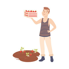 Sticker - Man Farmer or Agricultural Worker Gathering Strawberries in Wooden Crate Vector Illustration