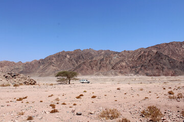 Wall Mural - Acacia tree in a south Sinai wadi