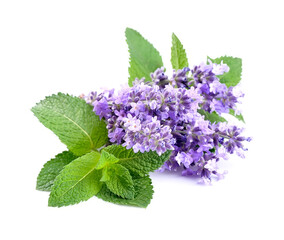 Wall Mural - Lavender flower and mint leaves