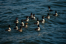 A Flock Of Golden-eye Ducks Swimming On The Wavy Surface Of The Blue Ocean On A Windy Morning 