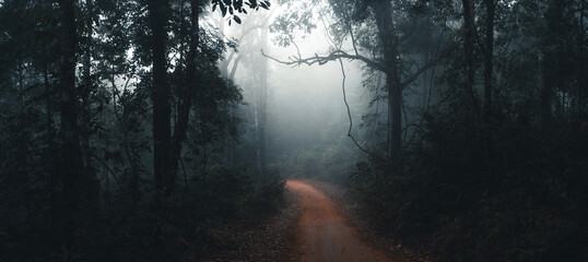 Fototapeta ścieżka jesień krajobraz las drzewa