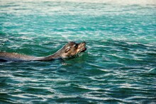 Ecuador, Galapagos Islands, Sea Lion Swimming In Sea