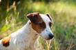 © SuperStock - Jack Russell terrier sitting in high grass looking calm. - dogs