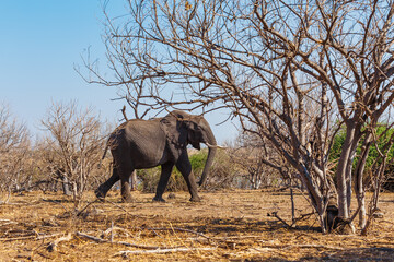 Wall Mural - majestic african elephant in chobe national park, dry season, botswana safari africa wildlife