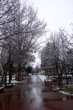 Fototapeta Sawanna - The first snow in January 2021 in the city park