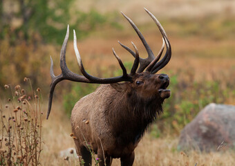 trophy bull elk bugling in the rut