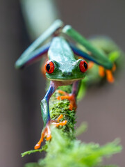 Canvas Print - Red-eyed Tree Frog, Agalychnis callidryas, sitting on the green leave in tropical forest in Costa Rica.