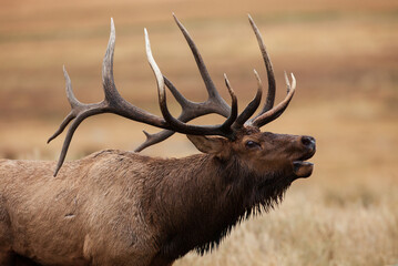 side profile of a bugling bull elk