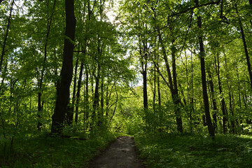 Fototapeta walking path through lush green forest. summer landscape.