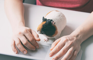 Wall Mural - Woman working with laptop and little guinea pig sitting near her