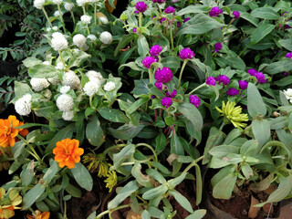 Wall Mural - Closeup shot of colorful Gomfrena flowers in the garden