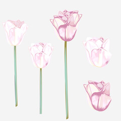 Poster - Set of vector hand drawn tulips in watercolor style