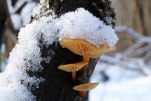 Forest Mushrooms - Winter Edible Mushroom Flammulina Velutipes In Snowy Forest. Also Known As Velvet Shank. In Asian Cuisine, It Is Known As Enoki.