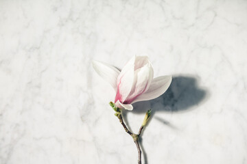 Wall Mural - beautiful pink magnolia flowers on white marble table. top view. flat lay. spring minimal concept.