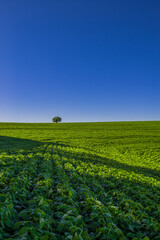 soy plantation. agriculture and development