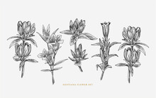 Realistic Gentiana Flower Line Art Illustration Set 