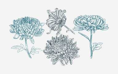 Wall Mural - Vintage hand drawn illustration chrysanthemums flower set