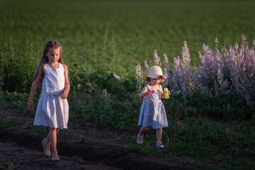 two little girls in white sundresses are walking in the green field of blooming purple sage. walk of