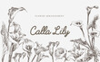 Vintage illustration calla lily flower 