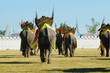 © MICHEL - elephant during festival in surin-thailand