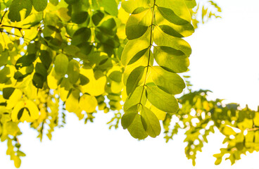 Wall Mural - Beautiful green leaves on a white background.
Green leaves, sunlight. Close-up view of nature.