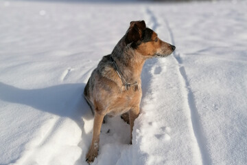 Poster - Portrait of an adorable dog sitting on the snow-covered ground and looking somewhere