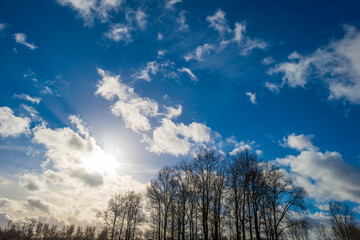 Trees and reed in a field in wetland below a blue white cloudy sky in sunlight in winter, Almere, Flevoland, The Netherlands, January 24, 2021