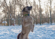Female dog breeds Turkish kangal tricks on hind legs
Dog walks in the park
Dog obedient runs in winter