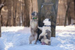Two female dogs of rare breeds Kangal Turkish and Yakutian Laika pose near a wooden totem in the park 
Yakut husky leaned paw on girlfriend
Dogs sit on hind legs tricking in the winter in the snow