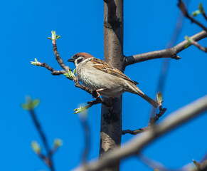 Bird sparrow close-up on a branch of an apple tree in spring against a blue sky