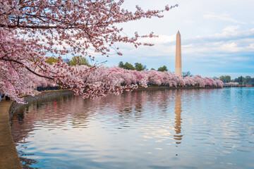 Fototapete - Washington DC, USA at the tidal basin with Washington Monument