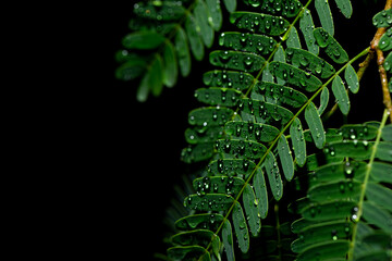 Water drop on green leave. Nature background