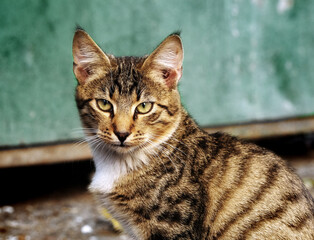 Wall Mural - cat