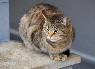 Wall Mural - cat