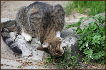 Wall Mural - cat