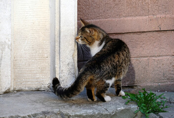 Wall Mural - cat