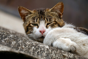 Wall Mural - cat