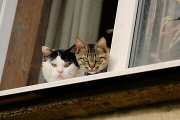 Wall Mural - two cats looking out the window