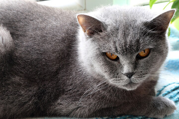 Wall Mural - British blue cat with yellow eyes laying on the window