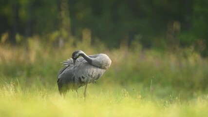 Wall Mural - Common crane ( Grus grus ) slow motion 